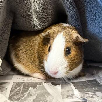 Rescue Guinea Pig Guinea Pigs for Adoption in Methuen, Massachusetts - SADIE | PetCurious